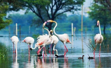 bharatpur bird sanctuary, bharatpur wildlife sanctuary, places to visit in bharatpur, bharatpur tourism, delhi to bharatpur bus, tempo traveller on rent, tata luxury bus, travel agency in delhi