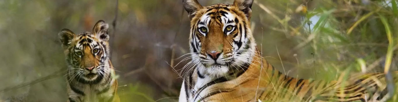 rajaji national park safari timings, wild animal park, jungle safari, rajaji tiger reserve, tiger in rajaji national park, tempo traveller on rent in delhi, bus on rent in delhi